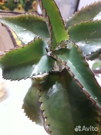 Каланхоэ лечебное