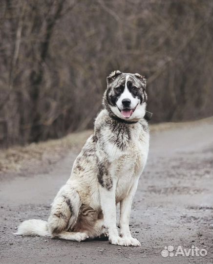 Алабай в дар