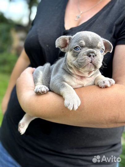 Французский бульдог лиловый