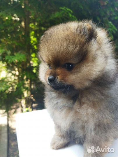 Померанский шпиц медвежьего типа
