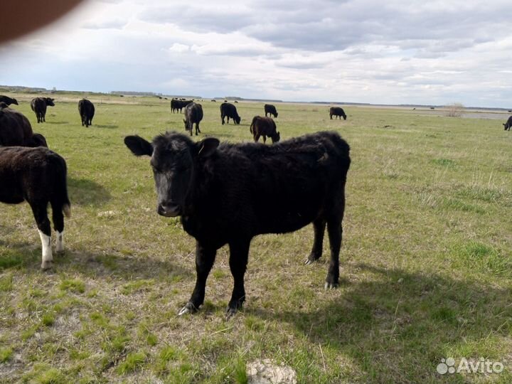 Тёлки абердин-ангус