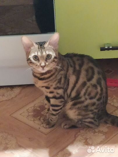 Бенгальская