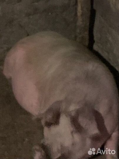 Продам мясо свинина