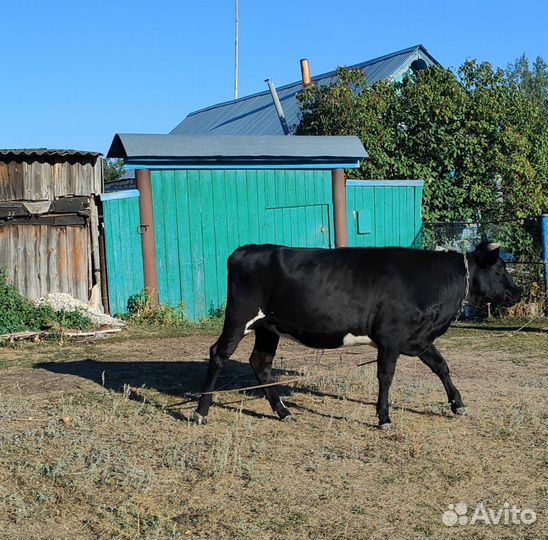 Тёлка стельная