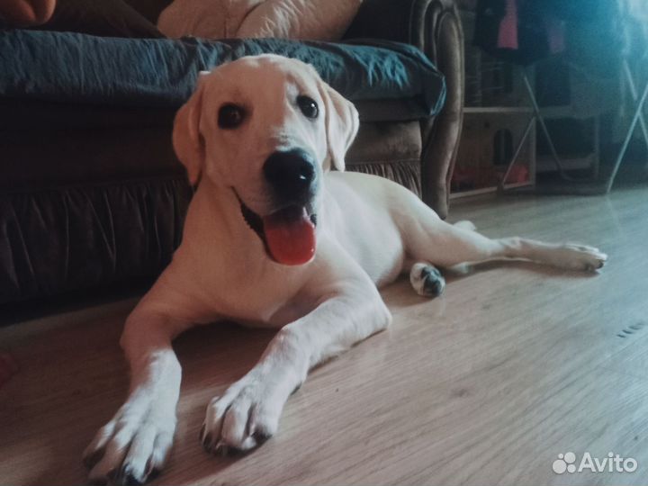 Лабрадор девочка