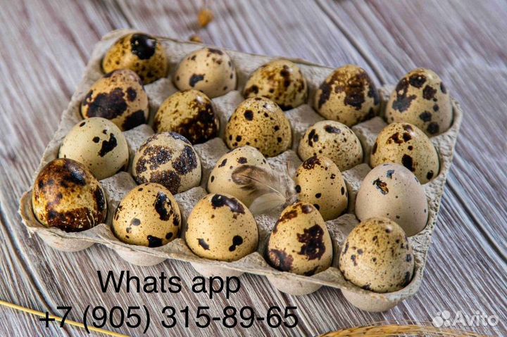 Яйца перепелиные домашние