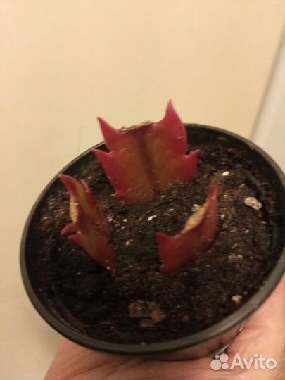 Декабрист шлюмбергера Красный