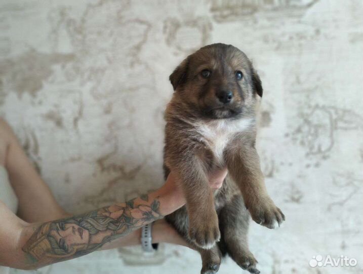 Щенок метис алабая