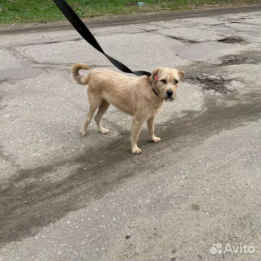 Небольшая собачка терьерчик