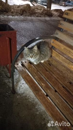 Котёнок подросток мальчик красивый