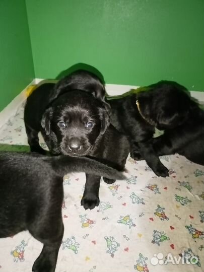 Щенки лабрадора