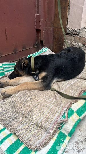 Собака в добрве руки