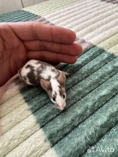 Декоративные мыши сатиновые