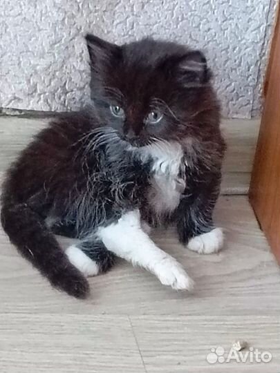 Сибирская кошка