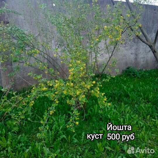 Кусты черной смородины