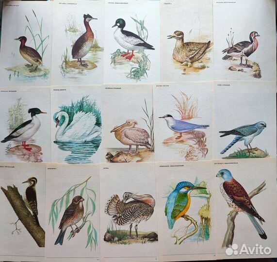 Иллюстрации птицы, попугаи открытки