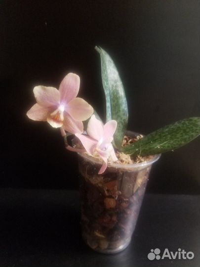 Орхидея Odоrion(арома)