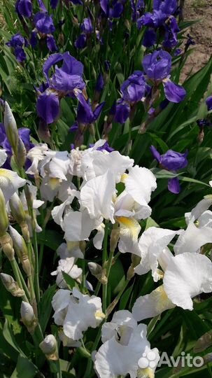 Ирисы