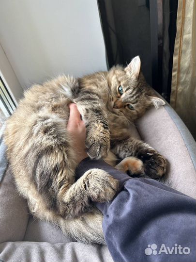 Кошечка в добрые руки