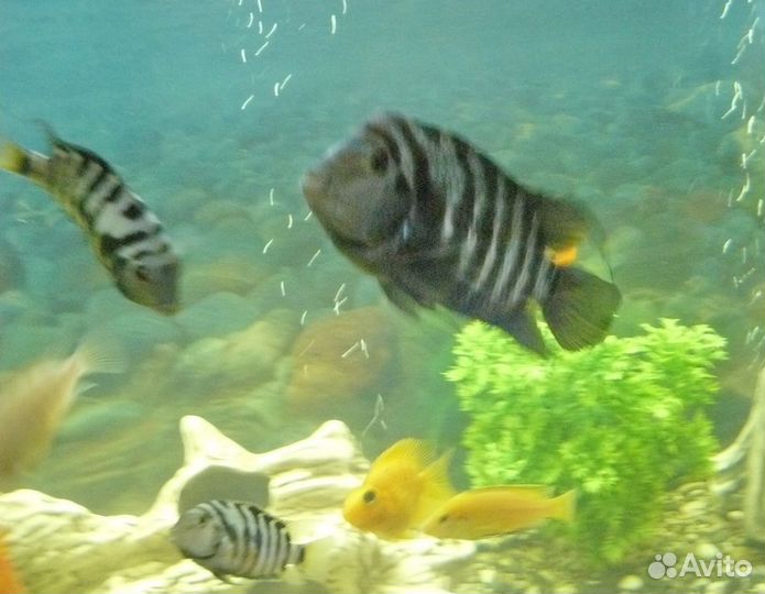 Неприхотливые интересные рыбы фламинго и чернопосы