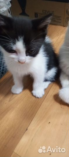 Котята в добрые руки,мальчики