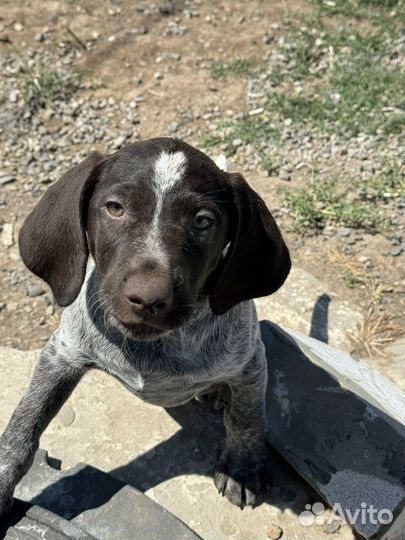 Щенки дратхаара