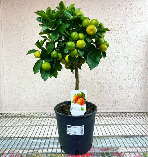 Каламондин на штамбе (Цитрофортунелла) - мандарин
