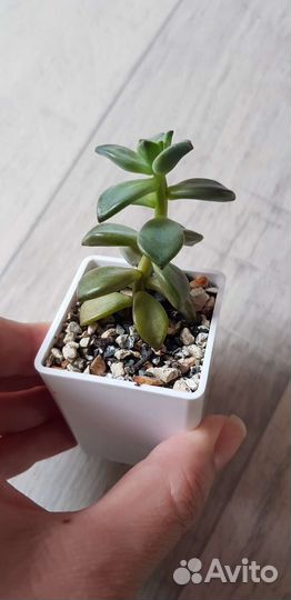 Суккуленты