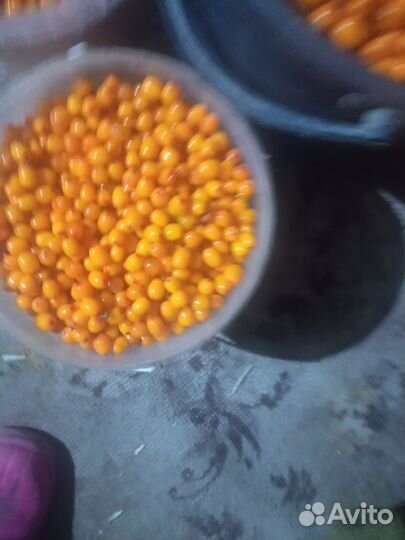 Облепиха ягоды