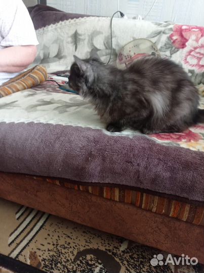 Отдам кота в добрые руки