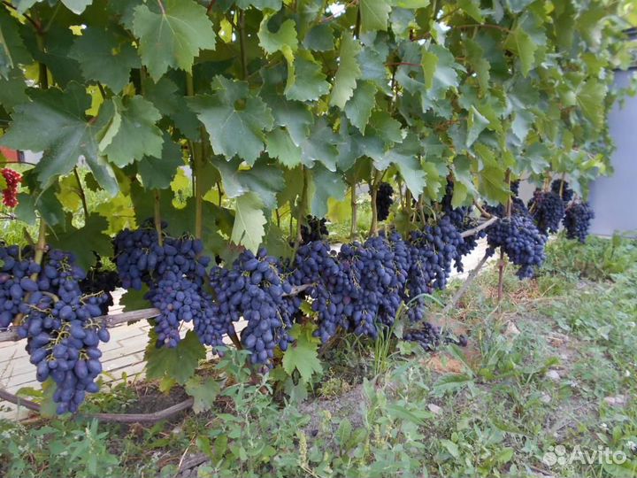 Саженцы винограда Кодрянка