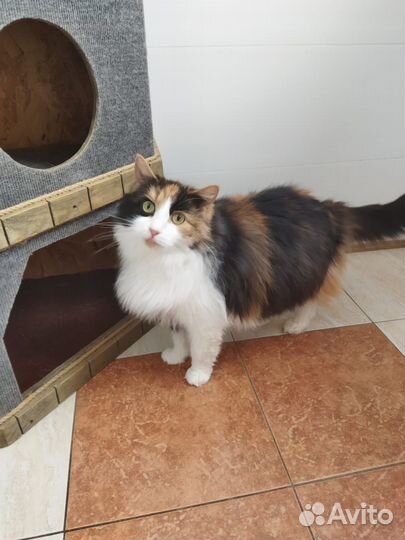 Счастье в ваш дом