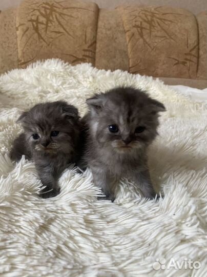 Шотландские котята