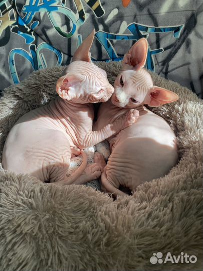 Канадский сфинкс