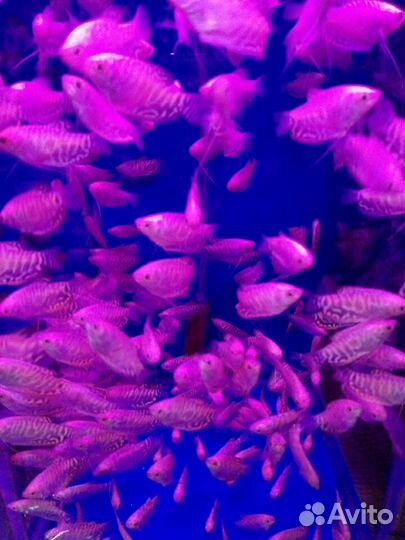Аквариумные рыбки оптом и розница