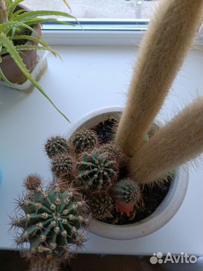 Кактусы и суккуленты