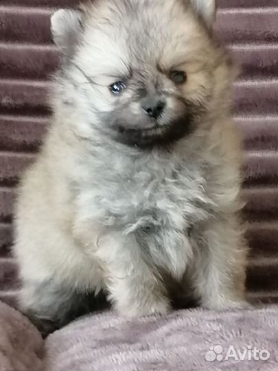 Померанский шпиц