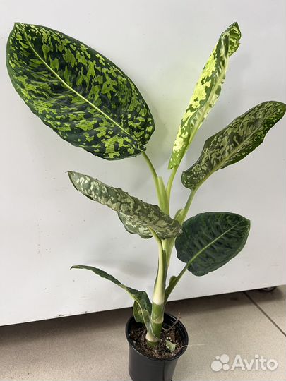 Диффембахия везувий