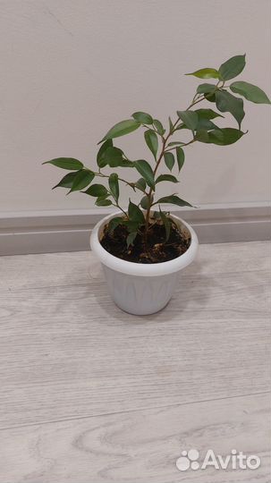 Фикус бенджамина