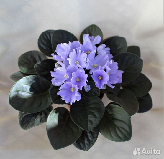 Продам фиалки по России и Крыму