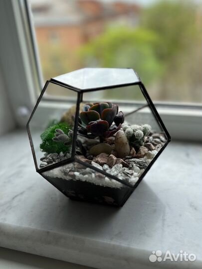 Флорариум с живыми растениями. Подарок. Растения