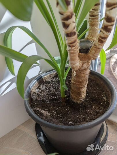 Пальма юкка