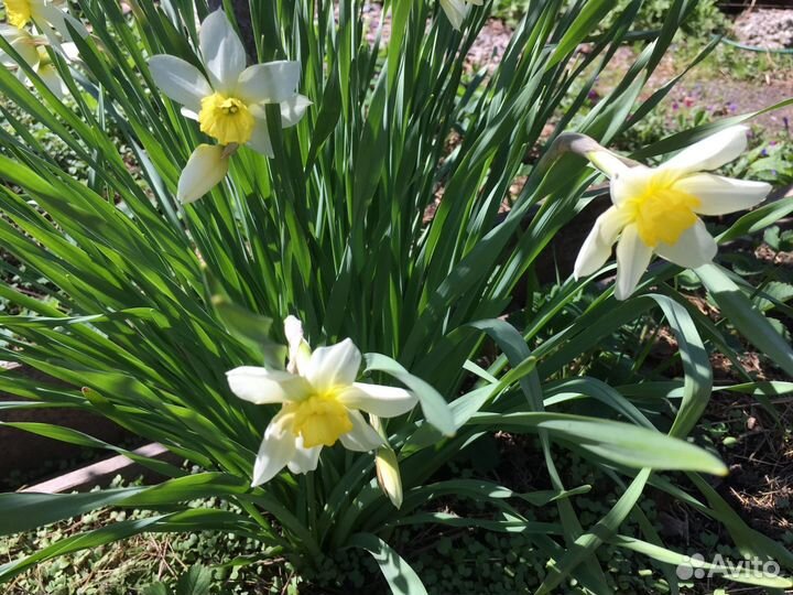 Многолетние садовые растения