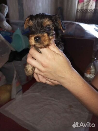 Йоркширский терьер