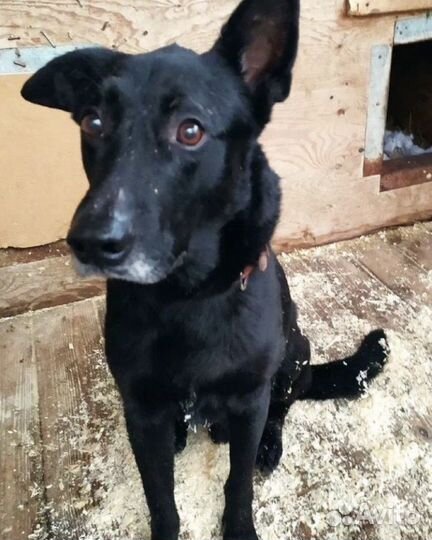 Красавчик Дарт в поисках семьи