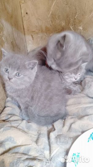 Британская кошка