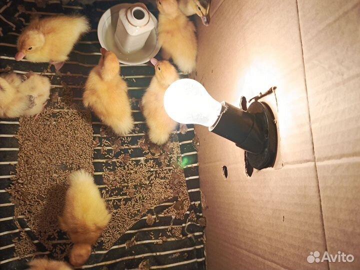 Утята пекинской утки