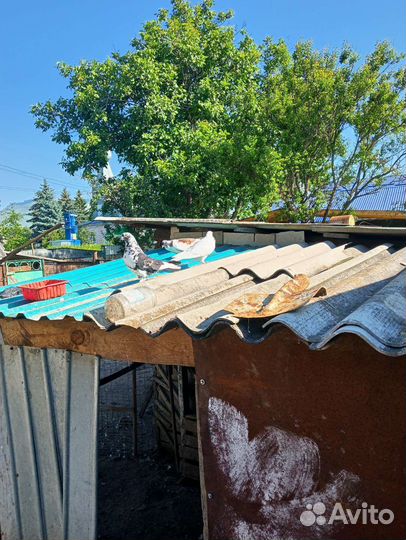 Голуби домашние