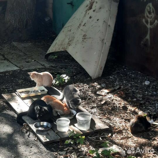 Кошки в добрые руки бесплатно