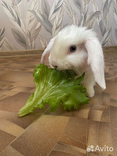 Вязка кролика